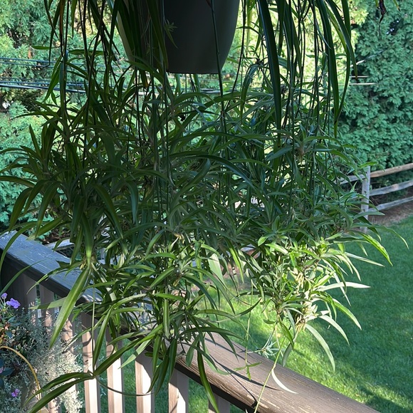 COPY - Green spider plant babies. - Picture 2 of 2